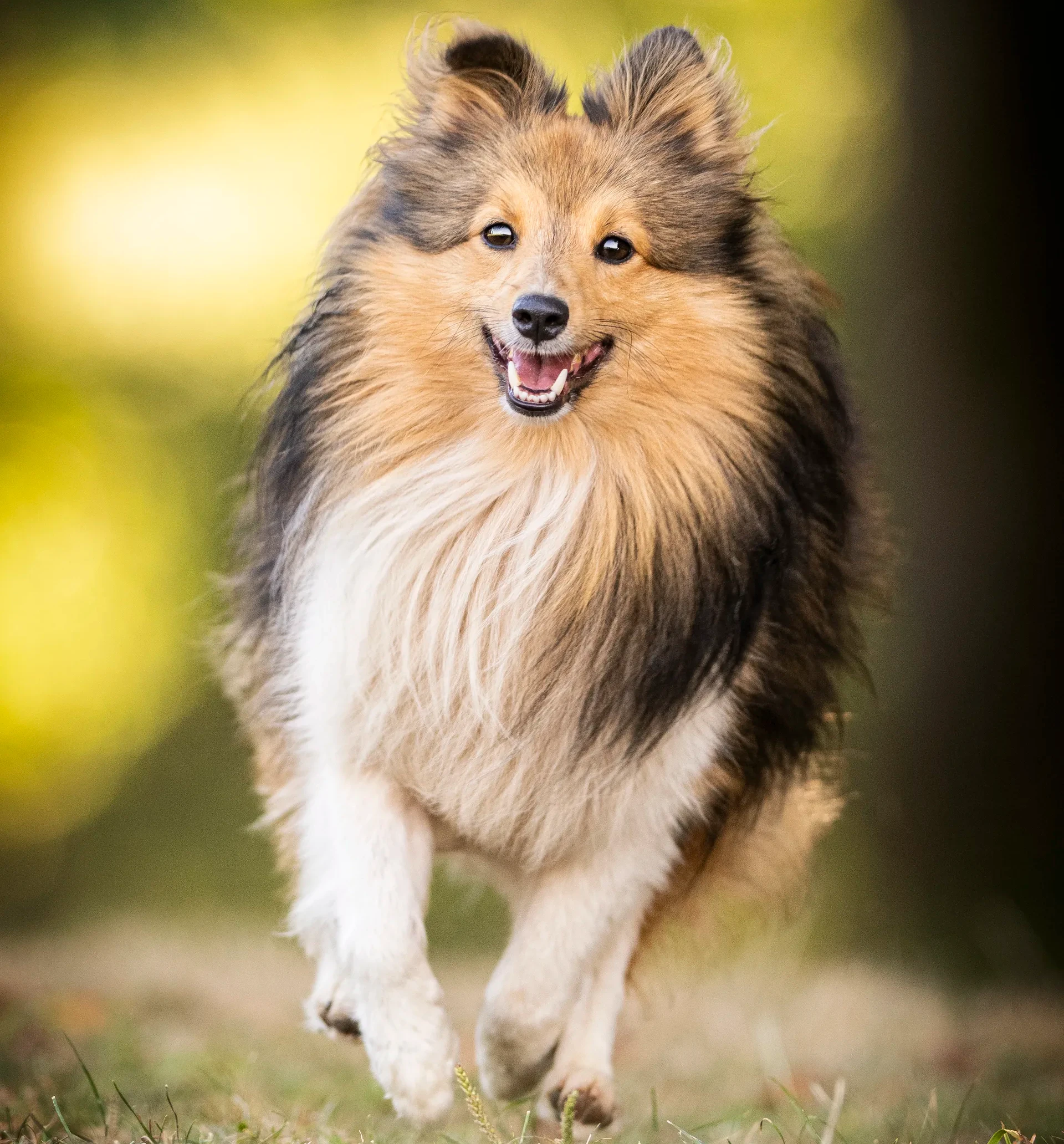 Glücklicher Hund in der Natur